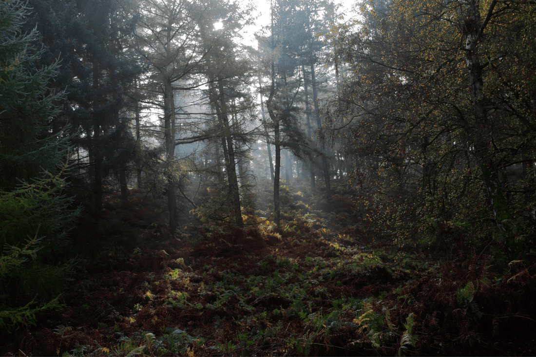 Cannock Chase Paranormal Activity