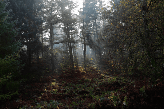 Cannock Chase Paranormal Activity